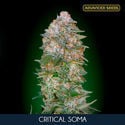 Critical Soma (Advanced Seeds) feminisiert