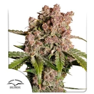 Auto Strawberry Soda (Dutsch Passion) feminisiert