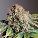 Auto Strawberry Soda (Dutsch Passion) feminisiert
