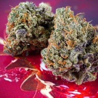 Auto Strawberry Soda (Dutch Passion) feminized