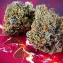 Auto Strawberry Soda (Dutsch Passion) feminisiert