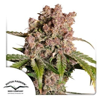 Auto Strawberry Soda (Dutch Passion) feminized