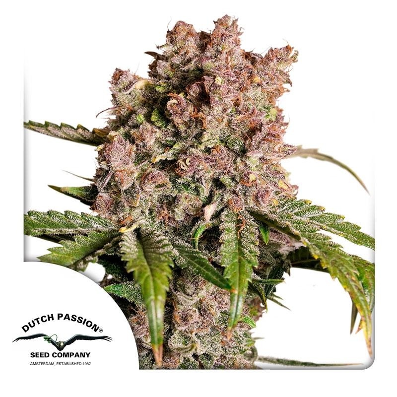 Auto Strawberry Soda (Dutsch Passion) feminisiert