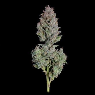 Easy Button Autoflower (Happy Valley Genetics) feminized
