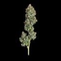 Everglades OG (Happy Valley Genetics) feminized