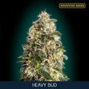 Heavy Bud (Advanced Seeds) feminisiert