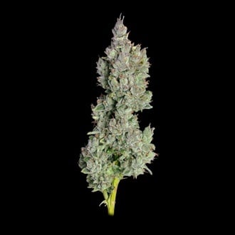 Pineapple Daddy Autoflower (Happy Valley Genetics) feminized