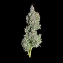 Pineapple Daddy (Happy Valley Genetics) feminized