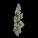 Pineapple Diesel (Happy Valley Genetics) feminized