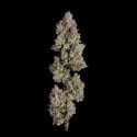 Oh My Thai (Happy Valley Genetics) feminized
