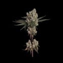 Another Level (Happy Valley Genetics) feminized