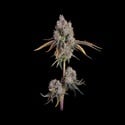 Candy Games 25 (Happy Valley Genetics) feminized
