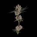 Candy Games 38 (Happy Valley Genetics) feminized