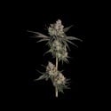 Knockout (Happy Valley Genetics) feminized