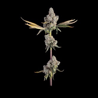 Overtime (Happy Valley Genetics) feminized