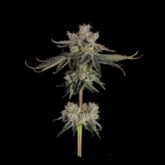 Sweet 16 (Happy Valley Genetics) feminized