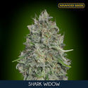 Shark Widow (Advanced Seeds) feminisiert