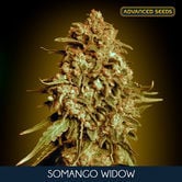 Somango Widow (Advanced Seeds) feminisiert