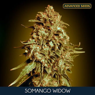 Somango Widow (Advanced Seeds) feminisiert