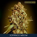 Somango Widow (Advanced Seeds) feminized