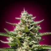 White Kush (Advanced Seeds) feminized