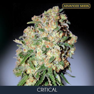 Critical (Advanced Seeds) feminisiert