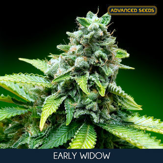 Early Widow (Advanced Seeds) feminized