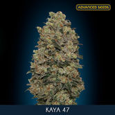 Kaya 47 (Advanced Seeds) feminisiert