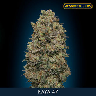 Kaya 47 (Advanced Seeds) feminized