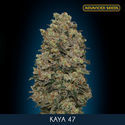 Kaya 47 (Advanced Seeds) feminisiert