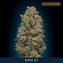 Kaya 47 (Advanced Seeds) feminized