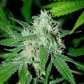 Haze Mist (Advanced Seeds) feminized