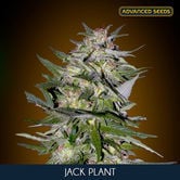 Jack Plant (Advanced Seeds) feminisiert