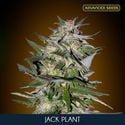Jack Plant (Advanced Seeds) feminized