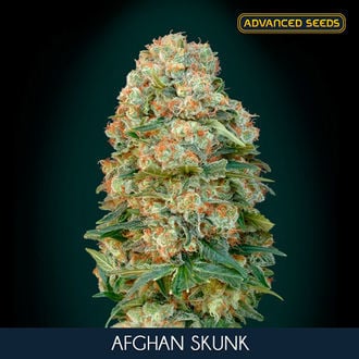 Afghan Skunk (Advanced Seeds) feminisiert