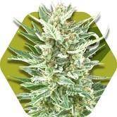 Vanilla Ice (Zambeza) feminized