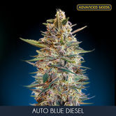 Auto Blue Diesel (Advanced Seeds) feminisiert