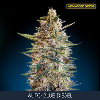 Auto Blue Diesel (Advanced Seeds) feminized