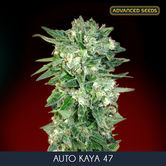 Auto Kaya 47 (Advanced Seeds) feminisiert