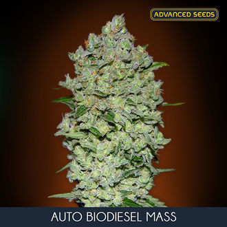 Auto Bio Diesel Mass (Advanced Seeds) feminisiert