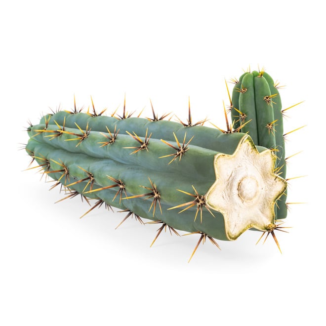 Buy Echinopsis cuzcoensis | Rare Cactus from Peru