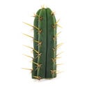 Echinopsis cuzcoensis