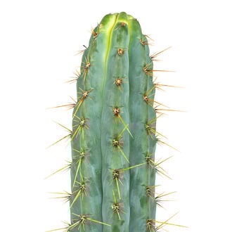 Echinopsis cuzcoensis