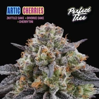 Arctic Cherries (Perfect Tree) feminisiert
