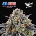 Arctic Cherries (Perfect Tree) feminisiert