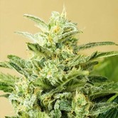 Auto Low Girl (Advanced Seeds) feminized