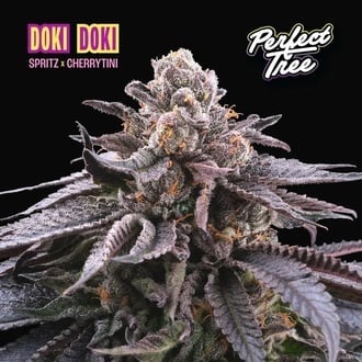 Doki Doki (Perfect Tree) feminized