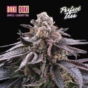 Doki Doki (Perfect Tree) feminized