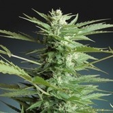 Auto Sweet Dwarf (Advanced Seeds) feminized