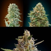 Automatik Mix (Advanced Seeds) feminized